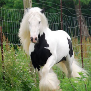 gypsy-vanner-stallion - Gypsy vennre