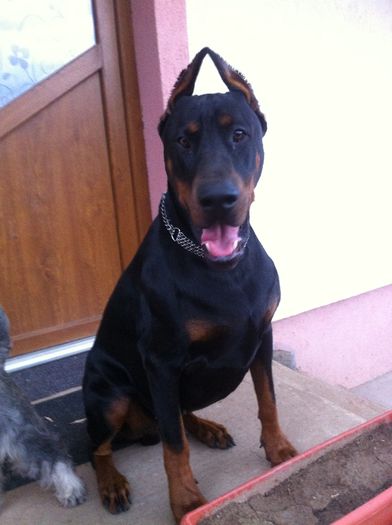 image - DOBERMANN DON DRAGON BLACKMAGIC  ANGEL