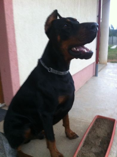 image - DOBERMANN DON DRAGON BLACKMAGIC  ANGEL