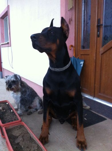 image - DOBERMANN DON DRAGON BLACKMAGIC  ANGEL