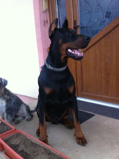 image - DOBERMANN DON DRAGON BLACKMAGIC  ANGEL