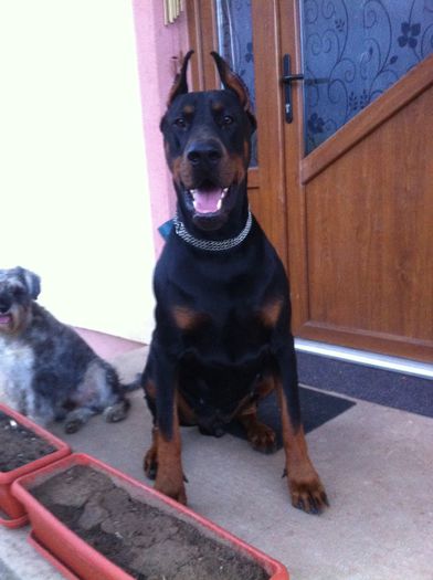 image - DOBERMANN DON DRAGON BLACKMAGIC  ANGEL
