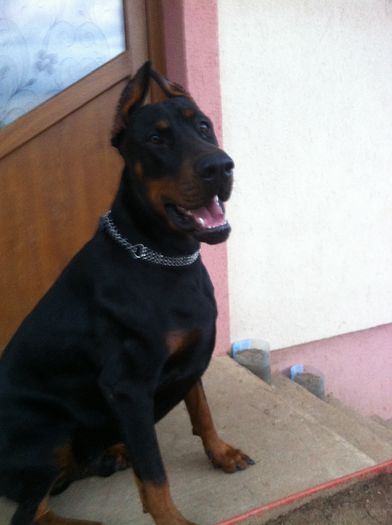 image - DOBERMANN DON DRAGON BLACKMAGIC  ANGEL