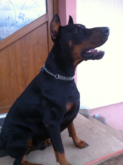 image - DOBERMANN DON DRAGON BLACKMAGIC  ANGEL