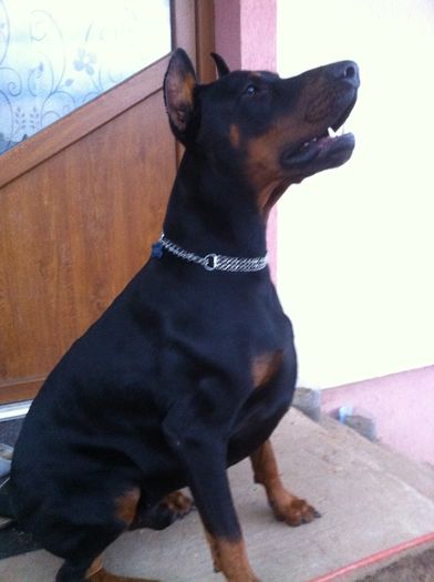 image - DOBERMANN DON DRAGON BLACKMAGIC  ANGEL