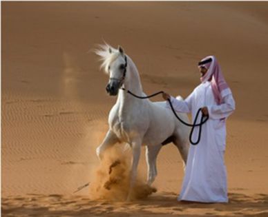 calul-arab1