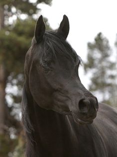 calul-arab-negru