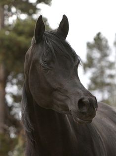 calul-arab-negru - Cai arabi