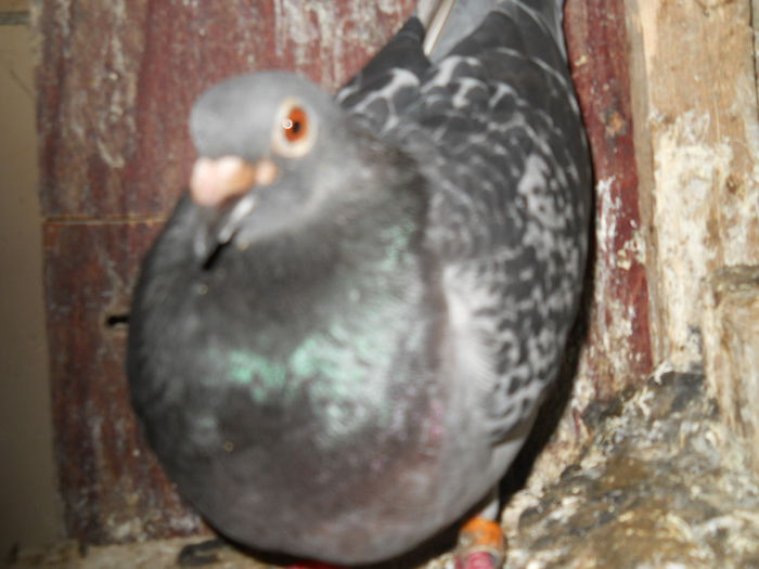 DSCN5912
