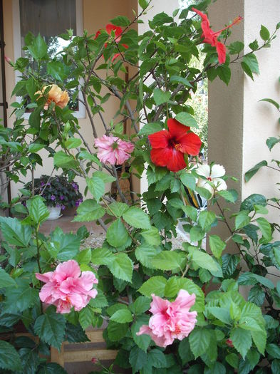 DSCF4117 - Hibiscusi