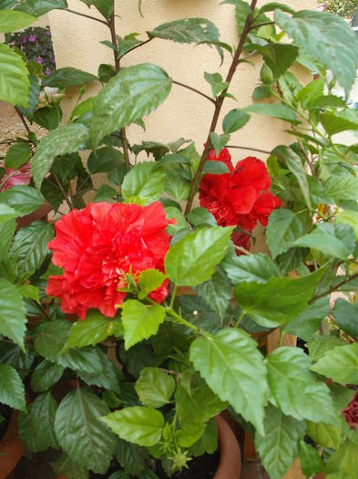 DSCF4118 - Hibiscusi