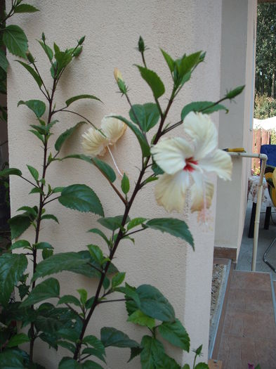 DSCF4120 - Hibiscusi