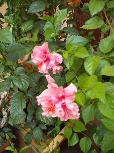 DSCF4122 - Hibiscusi