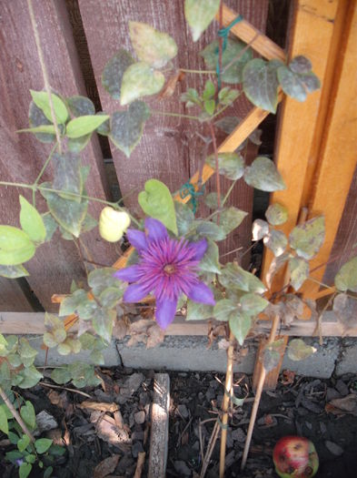 Multi Blue - Clematite