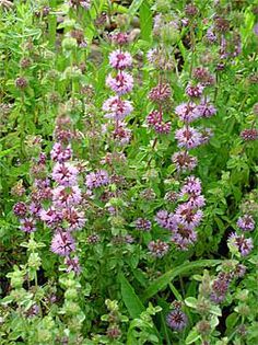 Mentha pulegium; Menta care se gaseste la Dunare,foarte melifera.
