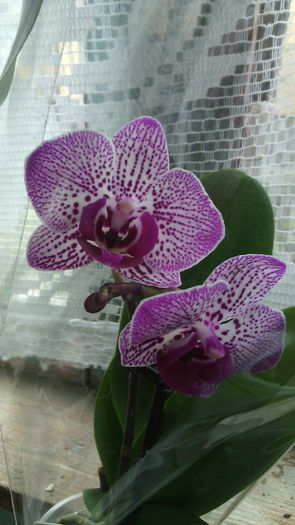 IMG_20150301_133511 - Phalaenopsis1