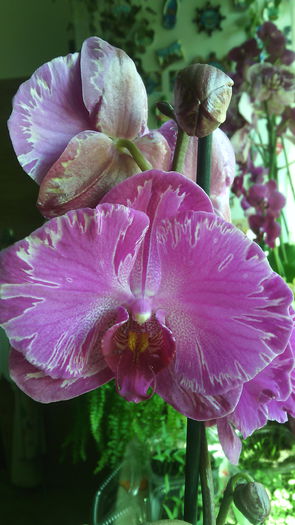 IMG_20150408_135009 - Phalaenopsis1