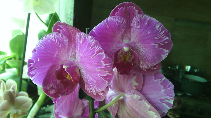 IMG_20150408_135038 - Phalaenopsis1