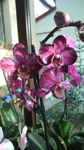 IMG_20150524_063221 - Phalaenopsis1