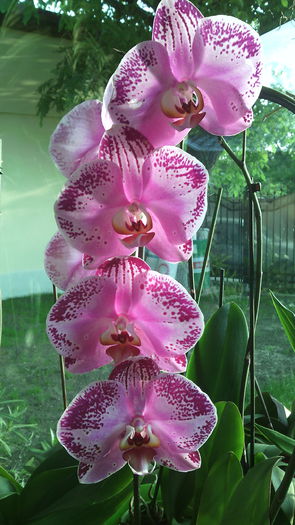 IMG_20150524_063229 - Phalaenopsis1