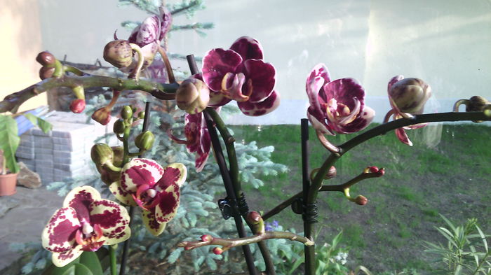 IMG_20150524_063251 - Phalaenopsis1