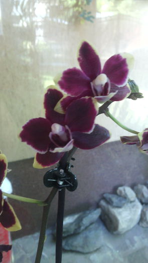 IMG_20150623_173941 - Phalaenopsis1