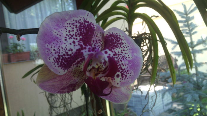 IMG_20150623_174100 - Phalaenopsis1