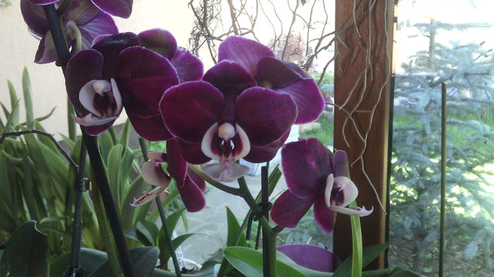 IMG_20150623_174219 - Phalaenopsis1