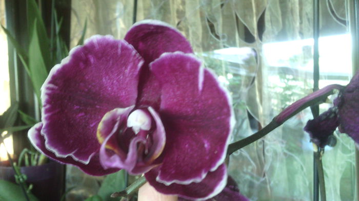 IMG_20150623_174452 - Phalaenopsis1