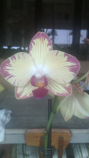 IMG_20150814_103807 - Phalaenopsis1