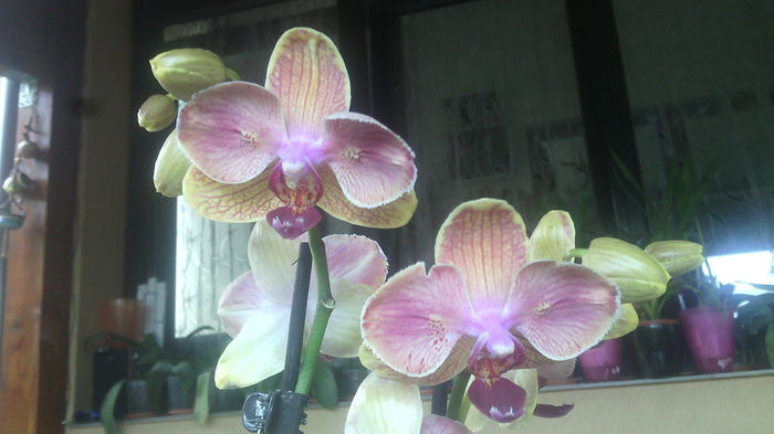 IMG_20150716_163628 - Phalaenopsis1