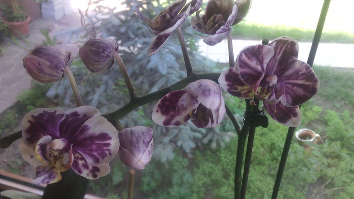 IMG_20150716_164153 - Phalaenopsis1