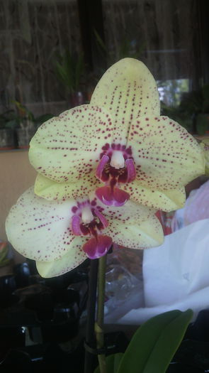 IMG_20150723_145831 - Phalaenopsis1