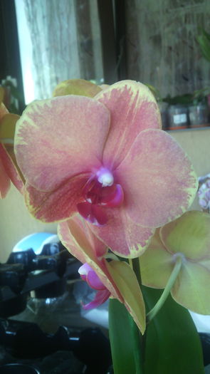 IMG_20150723_145849 - Phalaenopsis1