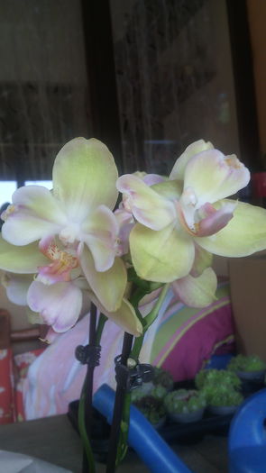 IMG_20150723_145919 - Phalaenopsis1