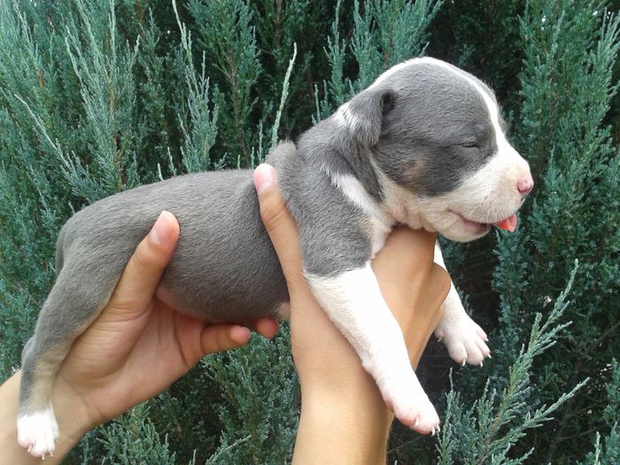20150719_125057 - PITBULL GOLDYE tricolor blue femela