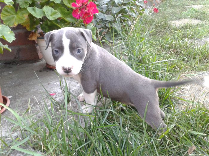 20150809_200527 - PITBULL GOLDYE tricolor blue femela