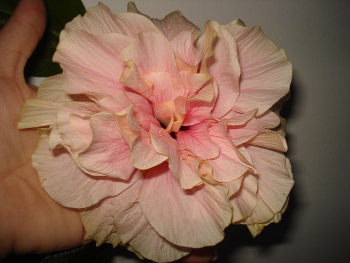 DSC08853 - FLORI 2015