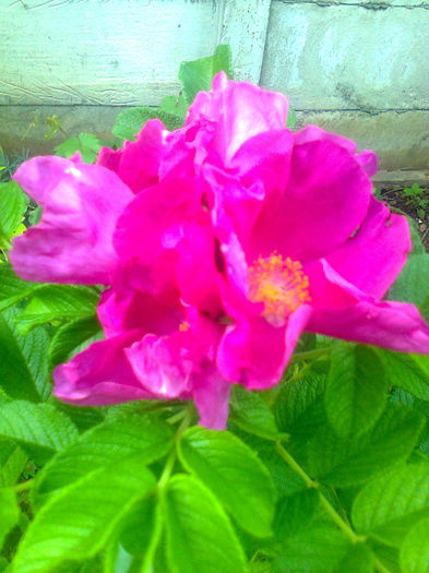 Trandafir de dulceata "Rosa Rugosa",18.08.2015 - Gradina mea