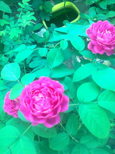 Trandafir de dulceata "Rose de Rescht",18.08.2015 - Gradina mea