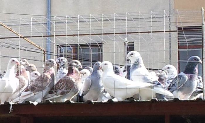 Screenshot_2015-08-19-00-56-52