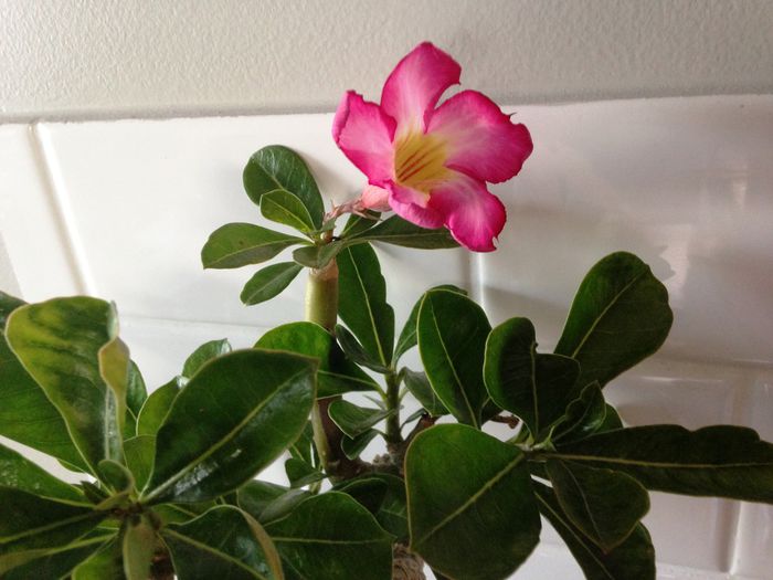 18 aug. 2015 - Adenium2015