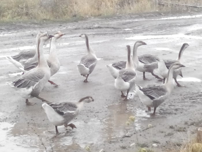 IMG_20150818_120131; A venit ploaia
