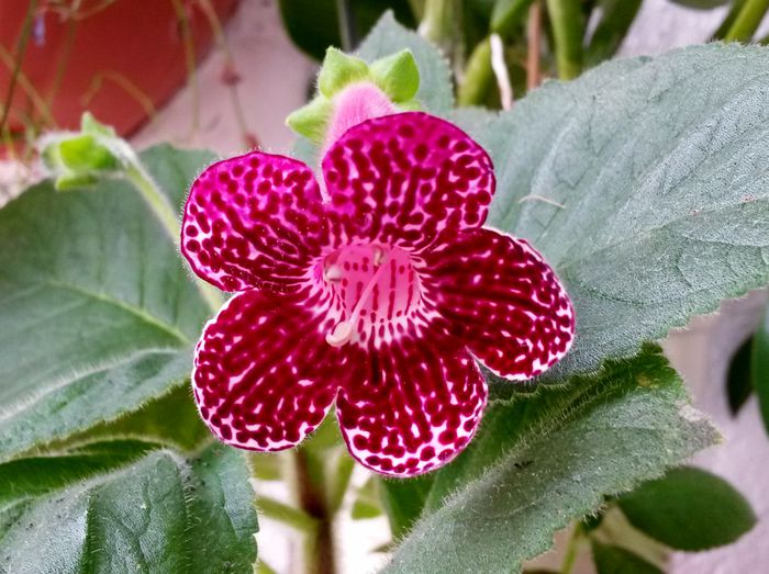 Pendulina; Floarea este mare si frunzele sunt mari.
