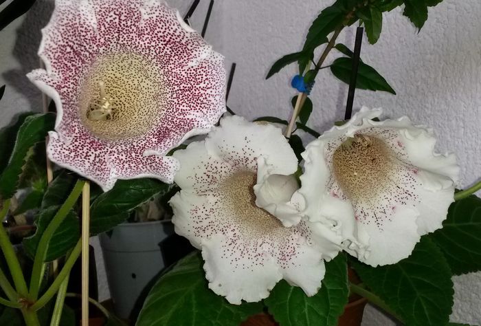  - Gloxinia