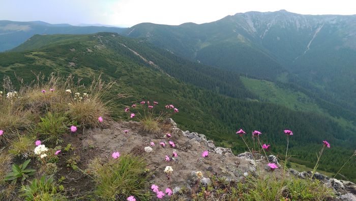 IMAG0609 - Muntii Calimani-stana prietenului Ion- IULIE 2015