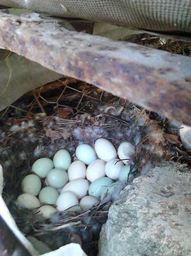 cuib rata romaneasca