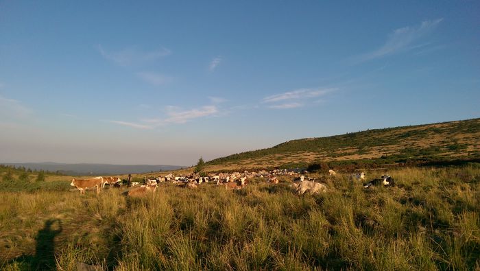 IMAG0800 - Muntii Calimani    AUGUST 2015