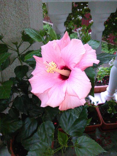 19.08.2015 - Hibiscusi 2015