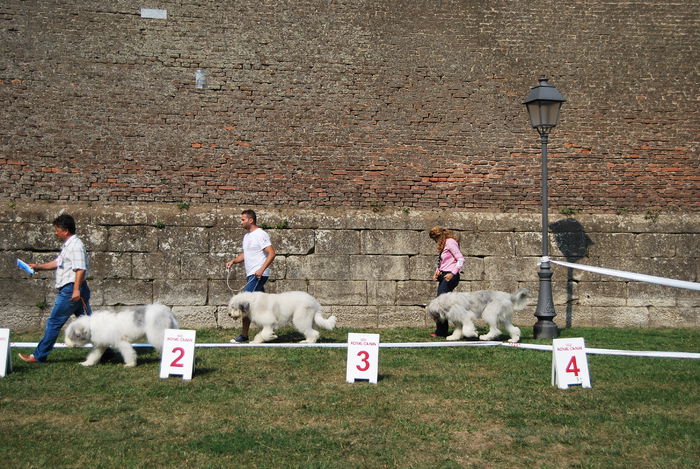 DSC_0119 - Ciobanesc romanesc mioritic